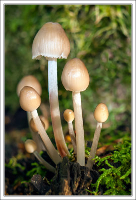 Fungi Time