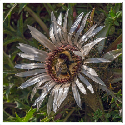 Carline Thistle and a Bee
