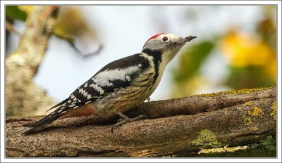 Middle-Spotted Woodpecker 