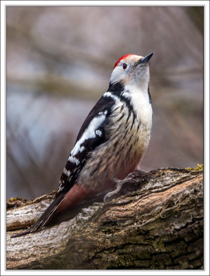 Middle-Spotted Woodpecker