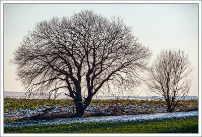 Winter Afternoon 