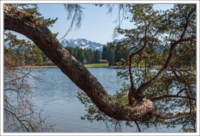 At a Small Lake in Spring