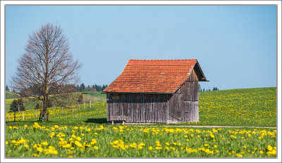 Barn ...