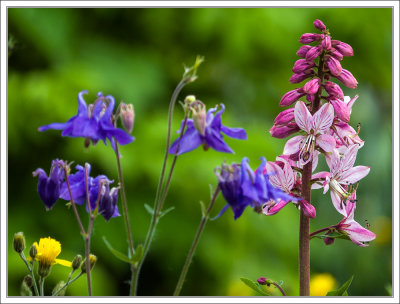 Spring Flowers - Fraxinella