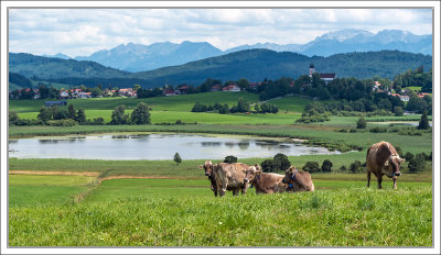 Farmland Scene