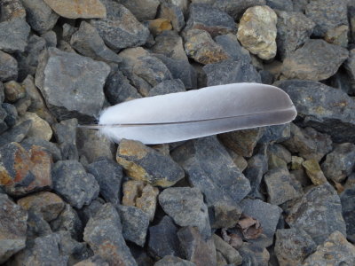 Feathers Of A Bird ...