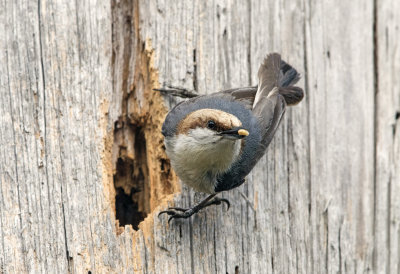 Brown Headed Nuthatch