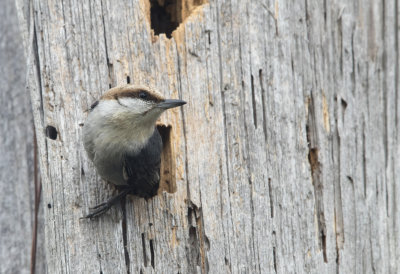 Brown Headed Nuthatch