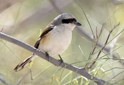 Bay Backed Shrike