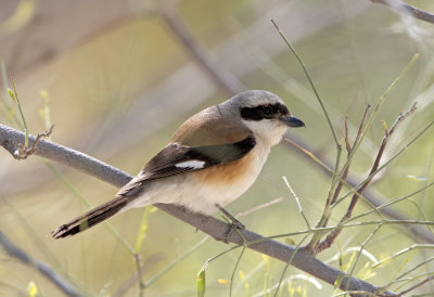 Bay Backed Shrike