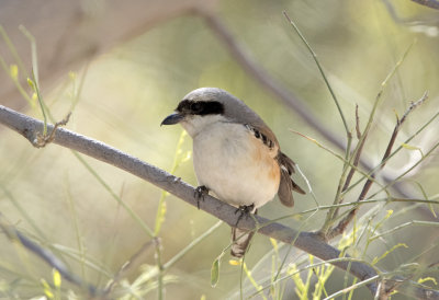 Bay Backed Shrike