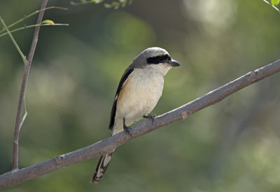 Bay Backed Shrike