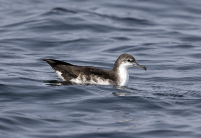 Persian Shearwater