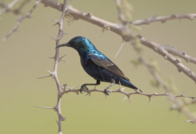 Purple Sunbird
