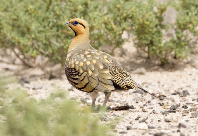 Pin Tailed Sandgrouse