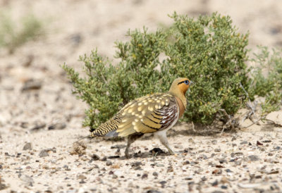 Pin Tailed Sandgrouse