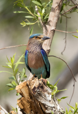 Indian Roller