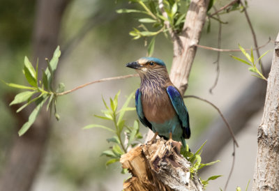 Indian Roller