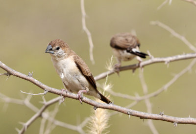 Indian Silverbill