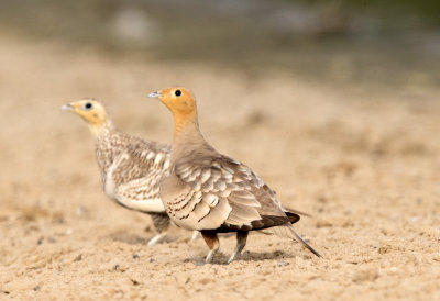 Sand Grouse, Coursers, Doves and Bustards