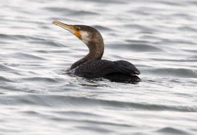 Great Cormorant