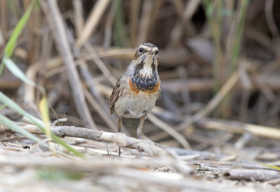 Bluethroat