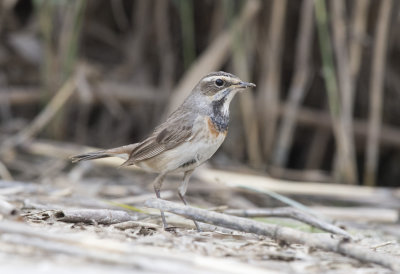 Bluethroat