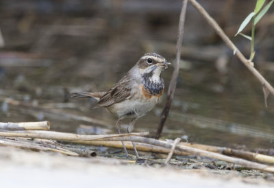 Bluethroat