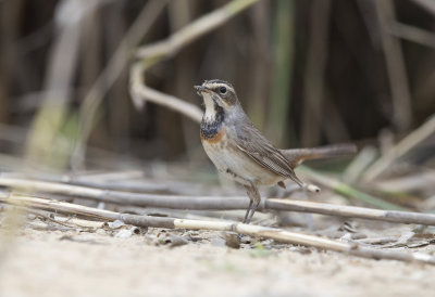 Bluethroat