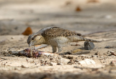 Wryneck