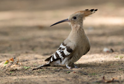 Hoopoe