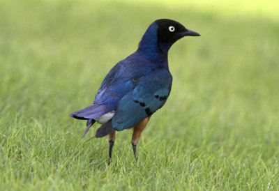 Superb Starling
