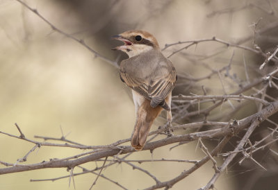 Turkestan Shrike