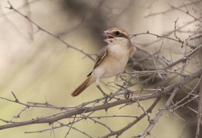 Turkestan Shrike