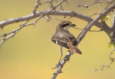 Daurian Shrike