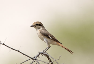 Daurian Shrike