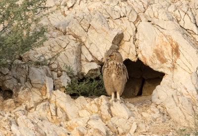 Pharoah Eagle Owl