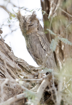 Pallid Scops Owl