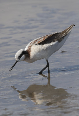 Wilsons Phalarope