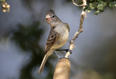 Northern Beardless Tyrannulet