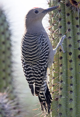 Gila Woodpecker