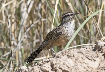 Cactus Wren