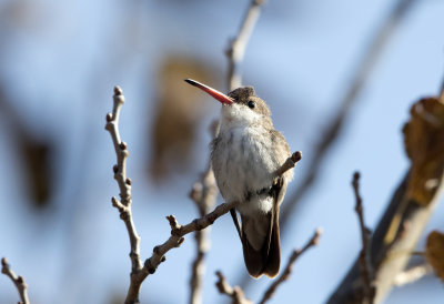 Violet Crowned Hummingbird