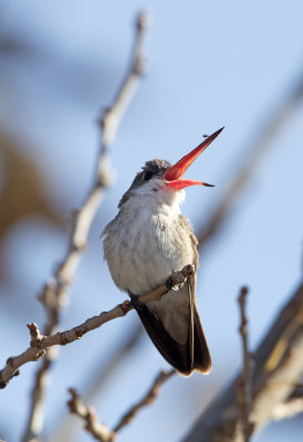 Violet Crowned Hummingbird