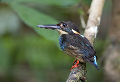 Kingfishers and Bee-eaters of Malaysia
