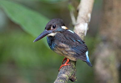 Blue-Banded Kingfisher