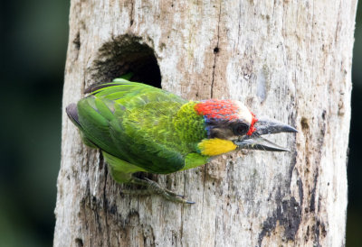 Gold Whiskered Barbet