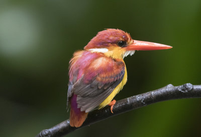 Rufous Backed Kingfisher