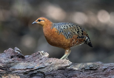 Ferruginous Partridge