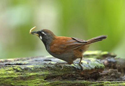 Black Throated Babbler